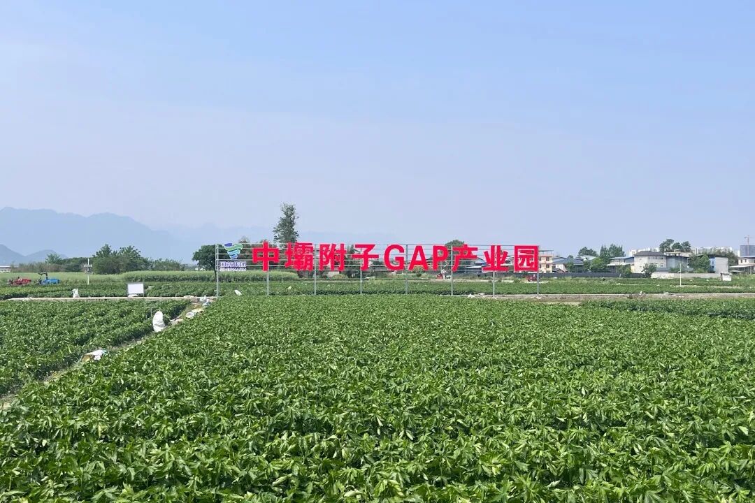 1777451169906032888.jpg 5.jpg